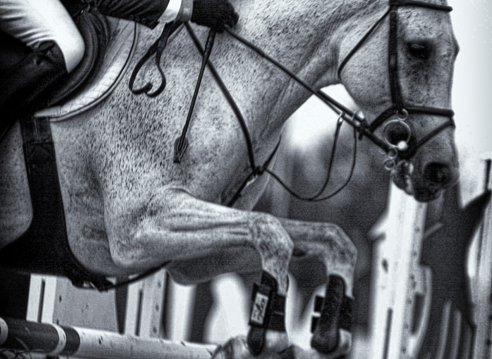 John von Haas Horse Training SpringPferd Training Stables in Oregon and Washington