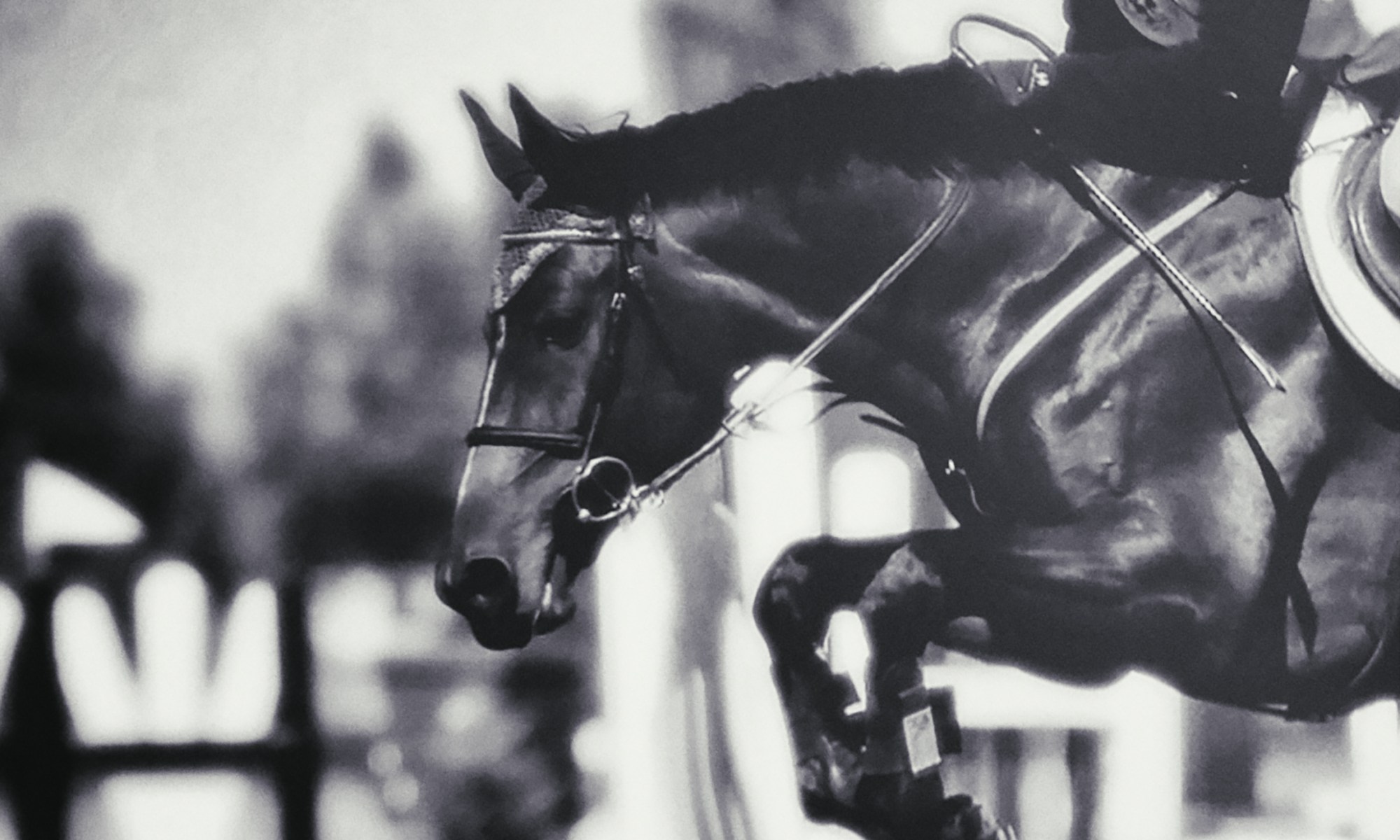 Jumper over fence. John von Haas Horse Training SpringPferd Training Stables in Oregon and Washington